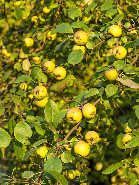 429131 - Wild crab apple (Malus sylvestris)