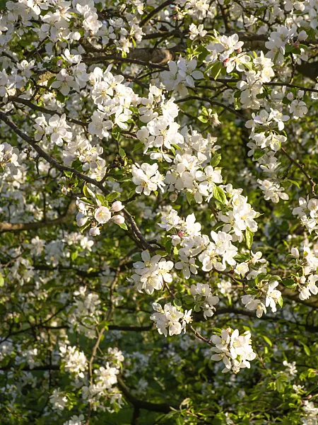 448032 - Wild crab apple (Malus sylvestris)