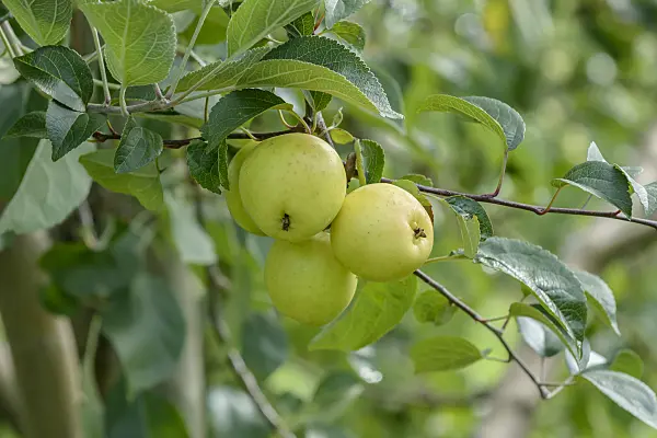 558170 - Wild crab apple (Malus sylvestris)