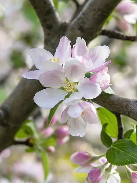437210 - Wild crab apple (Malus sylvestris subsp. orientalis)