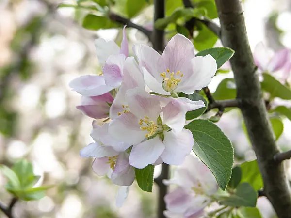 437211 - Wild crab apple (Malus sylvestris subsp. orientalis)
