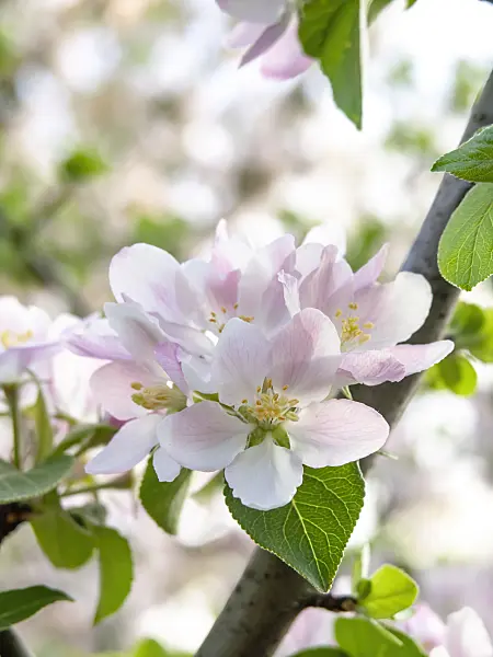437212 - Wild crab apple (Malus sylvestris subsp. orientalis)