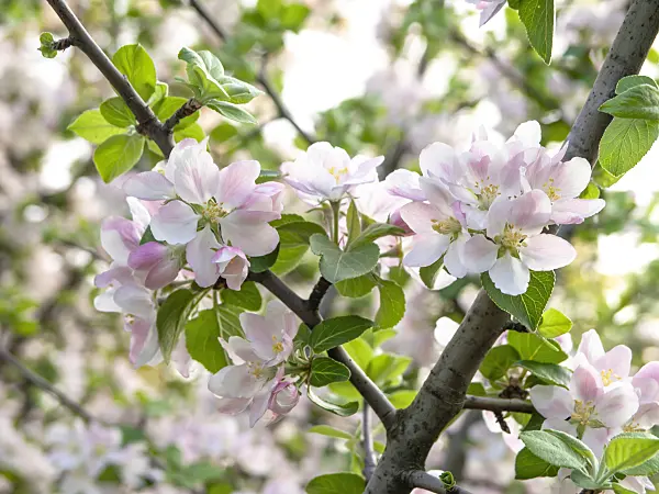 437213 - Wild crab apple (Malus sylvestris subsp. orientalis)