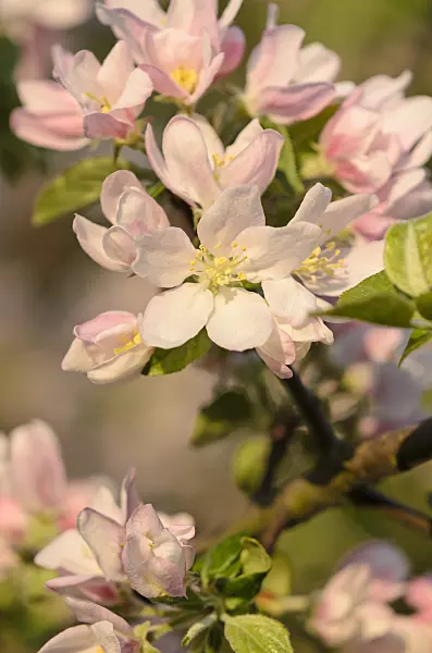 520041 - Wild crab apple (Malus sylvestris subsp. orientalis)