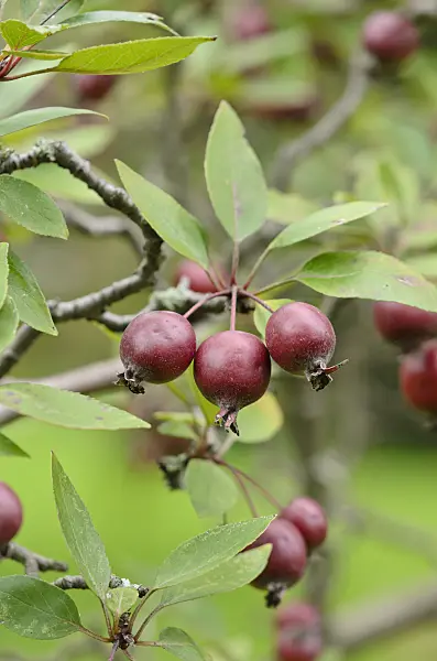 535448 - Wild crab apple (Malus sylvestris var. niedzwetzkyana)