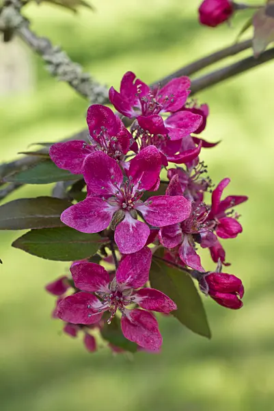 555127 - Wild crab apple (Malus sylvestris var. niedzwetzkyana)