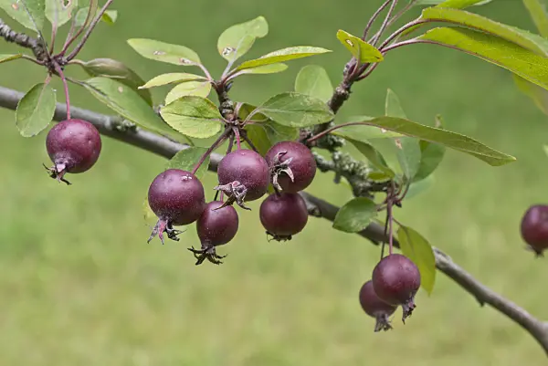 559125 - Wild crab apple (Malus sylvestris var. niedzwetzkyana)