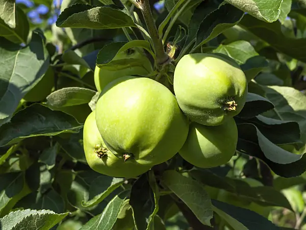 462035 - Wild crab apple (Malus sylvestris 'Weisser Klarapfel')