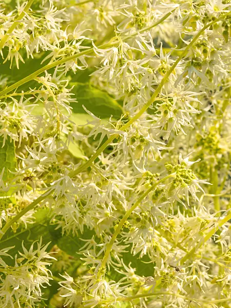 428097 - Wild cucumber (Echinocystis lobata)