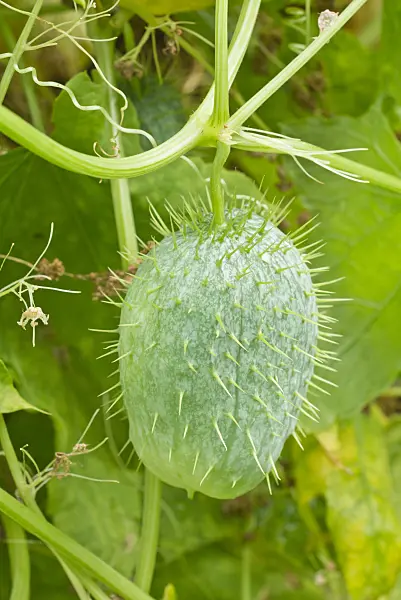 561058 - Wild cucumber (Echinocystis lobata)