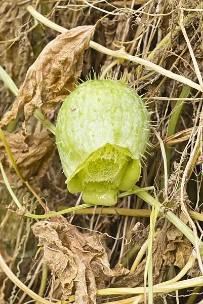 561076 - Wild cucumber (Echinocystis lobata)
