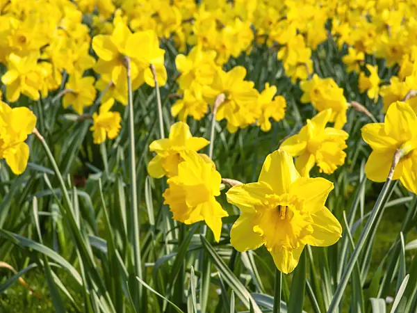 447047 - Wild daffodil (Narcissus pseudonarcissus)