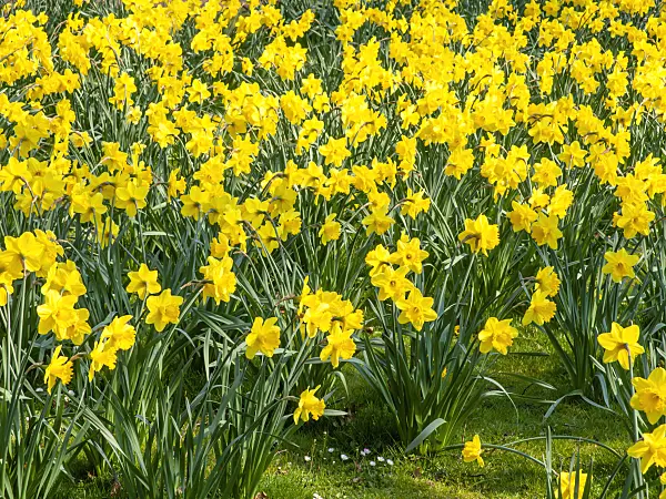 447063 - Wild daffodil (Narcissus pseudonarcissus)