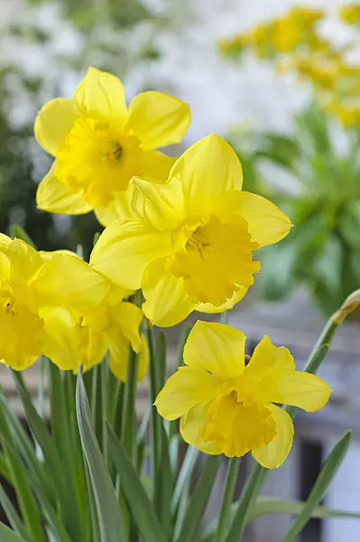 483252 - Wild daffodil (Narcissus pseudonarcissus)