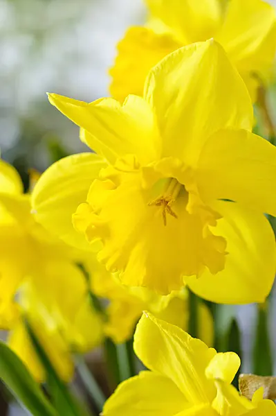 483253 - Wild daffodil (Narcissus pseudonarcissus)