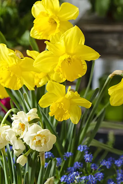 483258 - Wild daffodil (Narcissus pseudonarcissus)