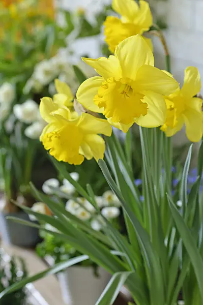 483287 - Wild daffodil (Narcissus pseudonarcissus)