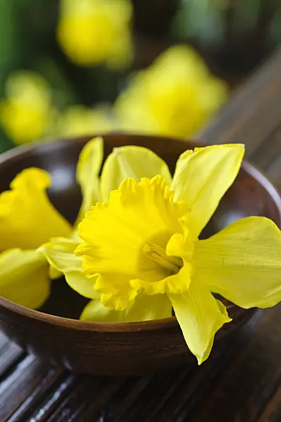 483289 - Wild daffodil (Narcissus pseudonarcissus)
