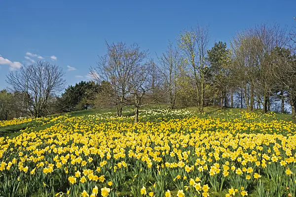 389005 - Wild daffodil (Narcissus pseudonarcissus), Britzer Garten, Berlin, Germany
