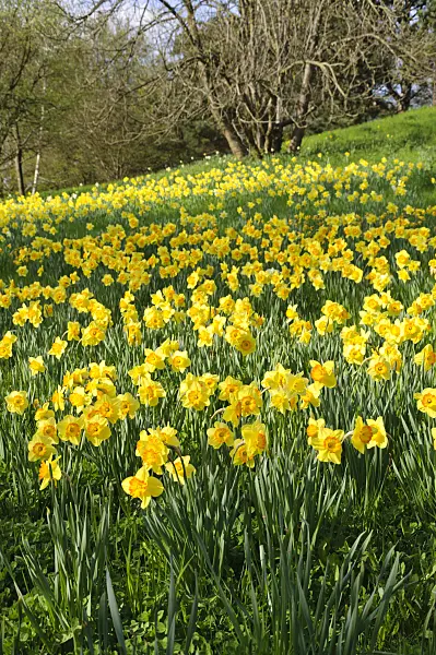 483242 - Wild daffodils (Narcissus pseudonarcissus)