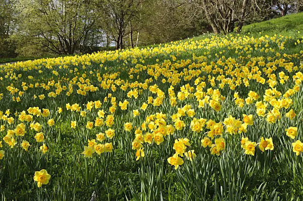 483243 - Wild daffodils (Narcissus pseudonarcissus)