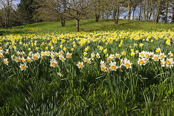 483244 - Wild daffodils (Narcissus pseudonarcissus)