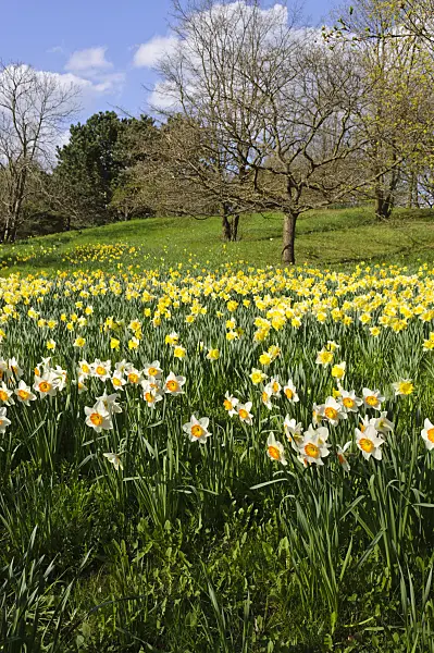 483245 - Wild daffodils (Narcissus pseudonarcissus)