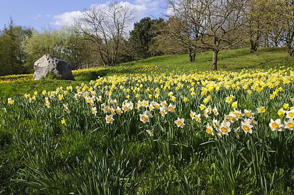 483246 - Wild daffodils (Narcissus pseudonarcissus)