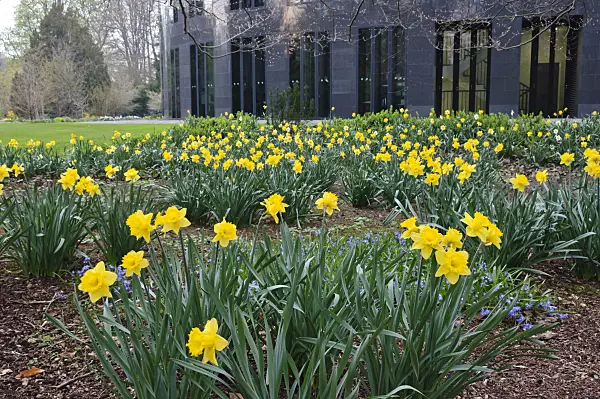 471092 - Wild daffodils (Narcissus pseudonarcissus) at the Federal President's Office, Berlin, Germany