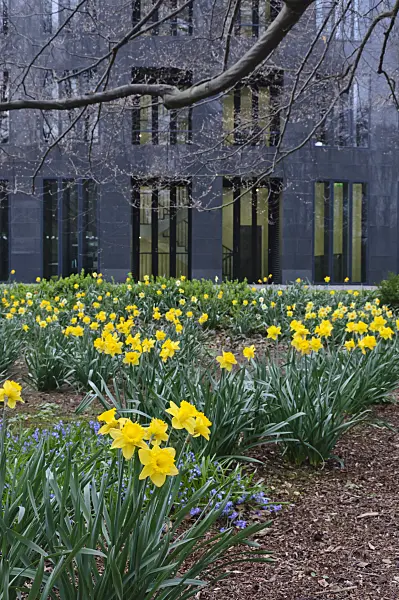 471093 - Wild daffodils (Narcissus pseudonarcissus) at the Federal President's Office, Berlin, Germany