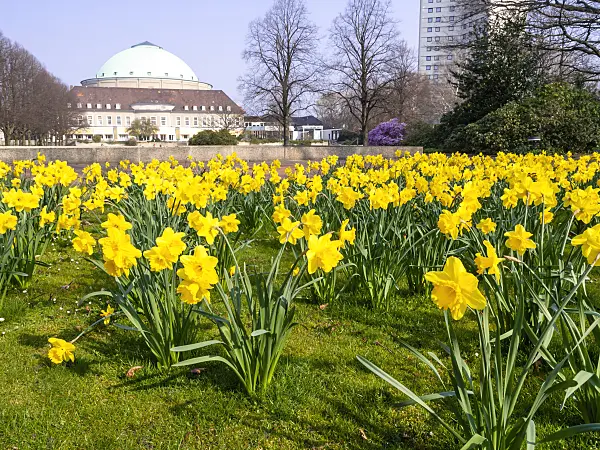 447046 - Wild daffodils (Narcissus pseudonarcissus) at the Hanover Congress Centrum (HCC), Stadtpark, Hanover, Germany