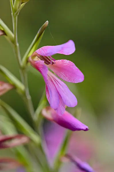 533047 - Wild gladiolus (Gladiolus communis subsp. byzantinus)