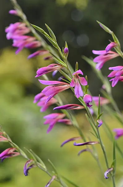 533048 - Wild gladiolus (Gladiolus communis subsp. byzantinus)