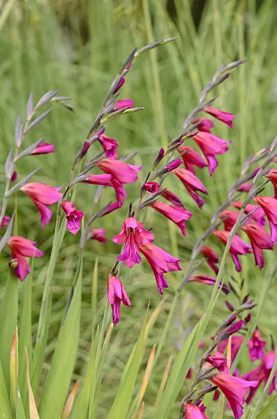 533257 - Wild gladiolus (Gladiolus communis subsp. byzantinus)