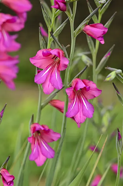 533258 - Wild gladiolus (Gladiolus communis subsp. byzantinus)