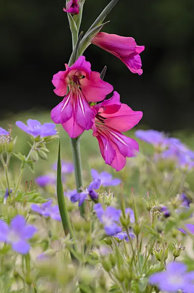 533453 - Wild gladiolus (Gladiolus communis subsp. byzantinus)