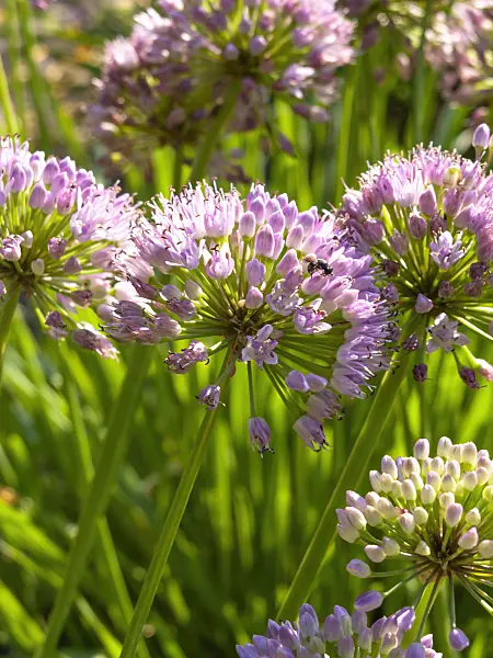 462207 - Wild leek (Allium ampeloprasum)