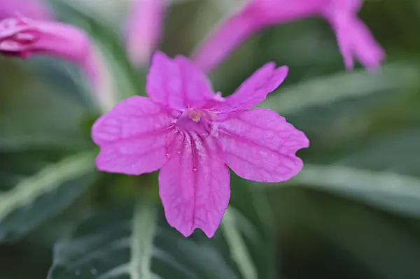 492002 - Wild petunia (Ruellia portellae)