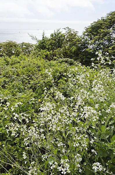 508461 - Wild radish (Raphanus sativus)
