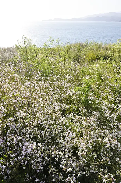 508511 - Wild radish (Raphanus sativus)