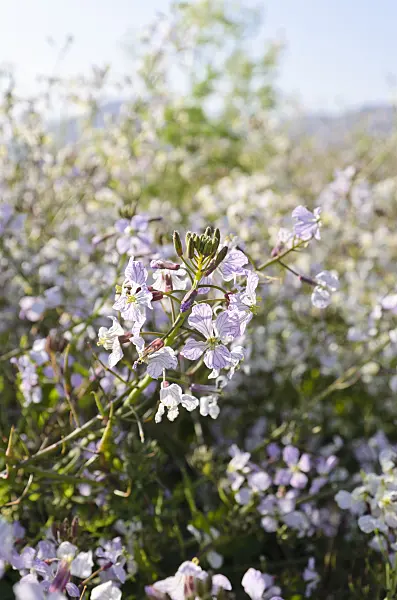 508512 - Wild radish (Raphanus sativus)