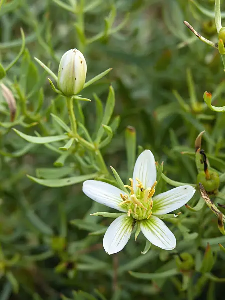 450068 - Wild rue (Peganum harmala)