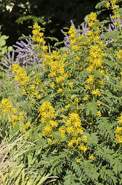 535183 - Wild senna (Senna hebecarpa syn. Cassia hebecarpa)