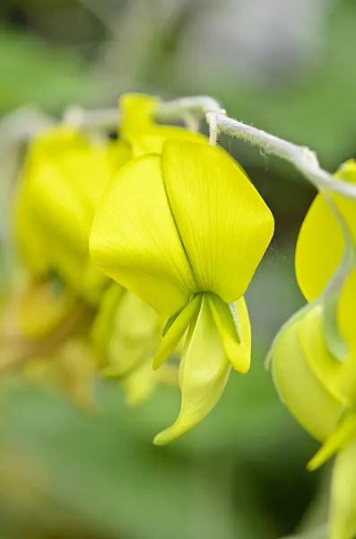 533507 - Wild sunhemp (Crotalaria laburnifolia)
