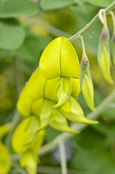 533508 - Wild sunhemp (Crotalaria laburnifolia)