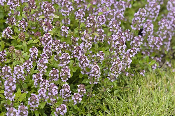 534210 - Wild thyme (Thymus serpyllum)