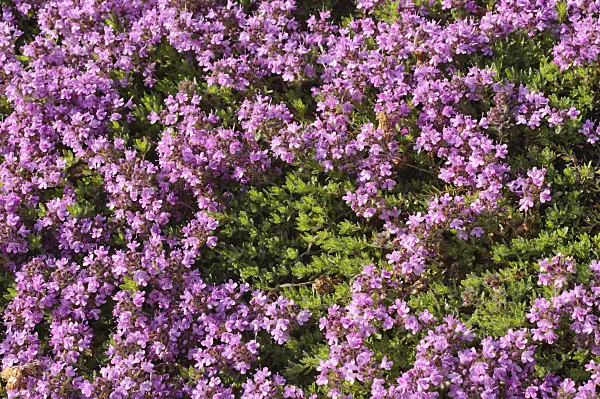 472244 - Wild thyme (Thymus serpyllum 'Atropurpureum')