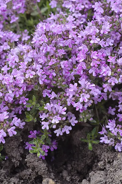 472272 - Wild thyme (Thymus serpyllum 'Atropurpureum')