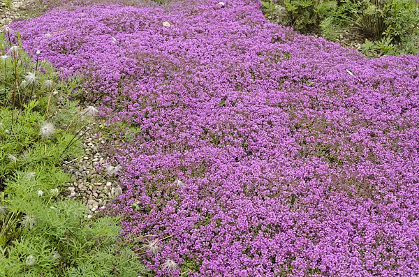521269 - Wild thyme (Thymus serpyllum 'Coccineus')