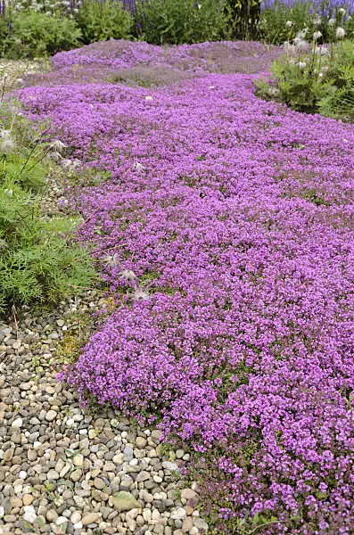 521270 - Wild thyme (Thymus serpyllum 'Coccineus')